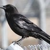 American Crow